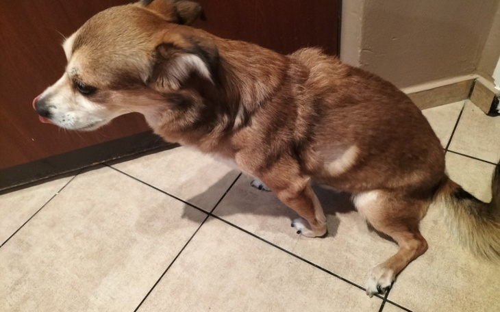 Zbiórka Pilne leczenie psa - zdjęcie główne