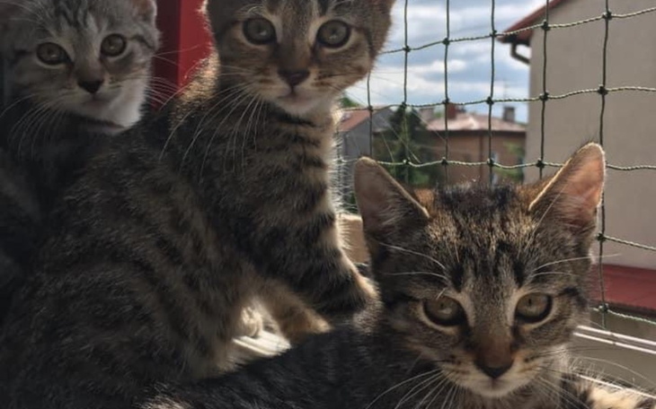 Zbiórka Wymiana osiatkowania okien - zdjęcie główne