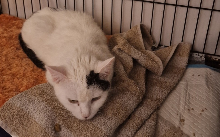 Kot leży na kocu, wygląda na zrelaksowanego.