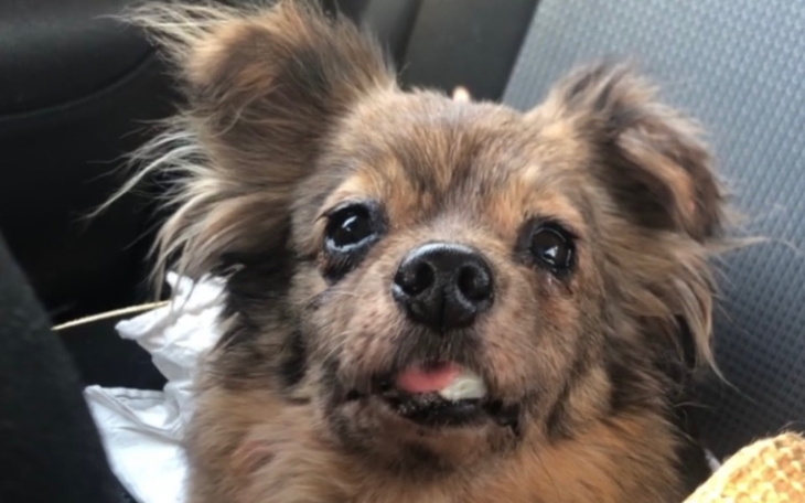 Mały piesek z wyrazem radości na twarzy.