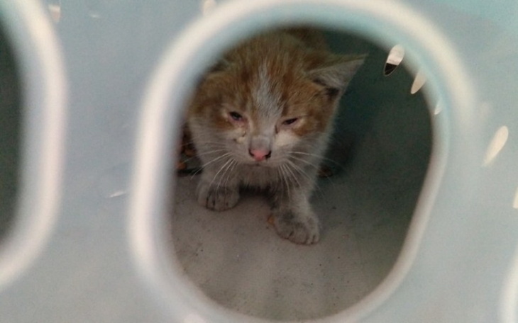 Zbiórka DT i kastracja bezdomnych kotków - zdjęcie główne