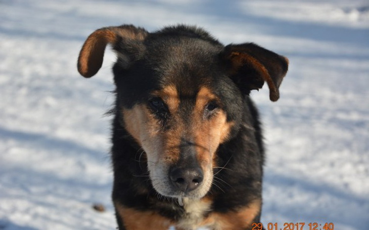 Pies na śniegu, z wyrazem przyjaznym i spokojnym.