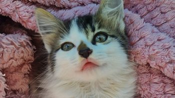 Zbiórka Działamy dzięki Waszemu wsparciu - miniaturka zdjęcia