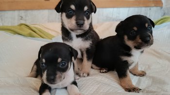 Zbiórka Żeby były zdrowe i bezpieczne - miniaturka zdjęcia