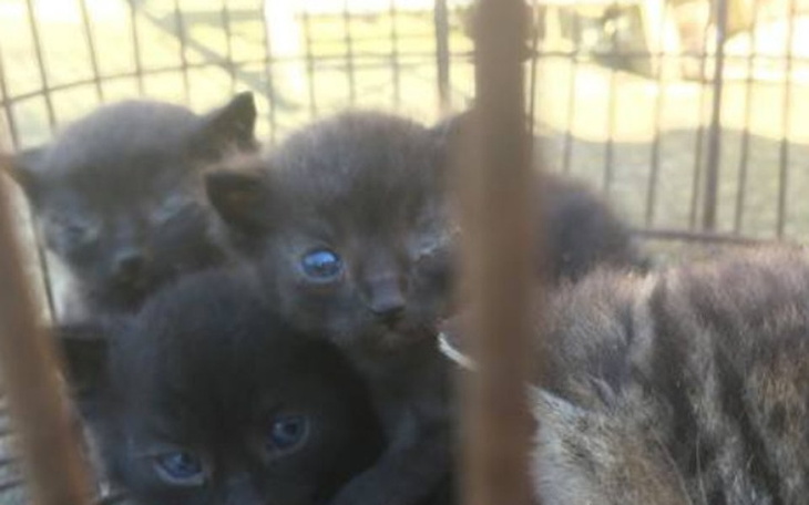 Zbiórka Aniołki - zdjęcie główne