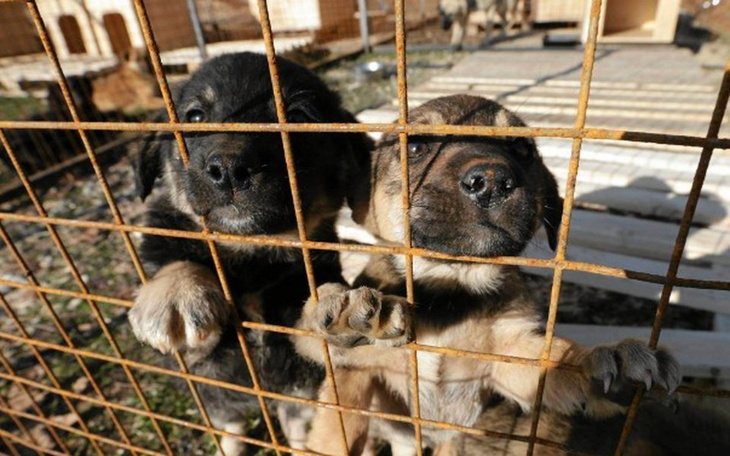 Zbiórka Zwierzęta zimą - zdjęcie główne