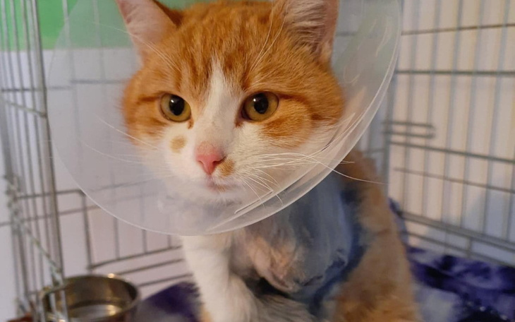 Zbiórka Uratowany z wnyków - zdjęcie główne