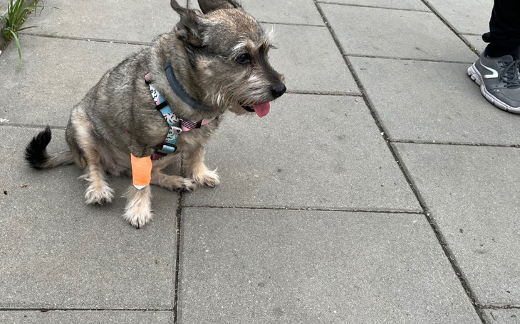 Zbiórka Daisy - zdjęcie główne