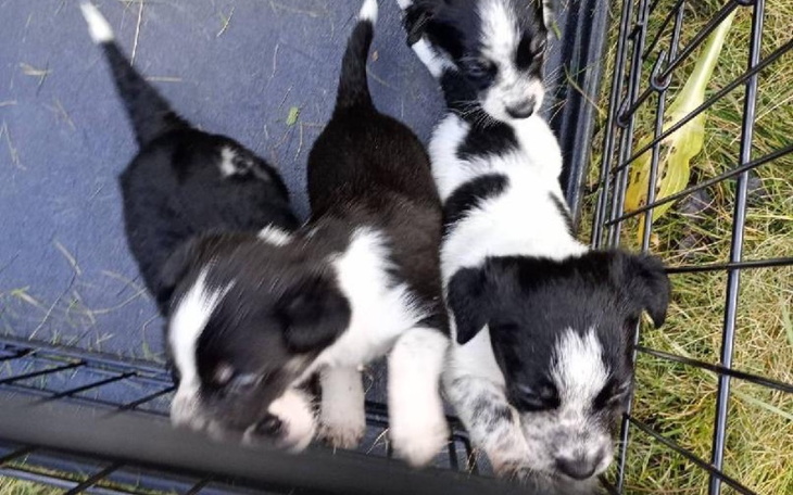 Trzy szczeniaki w klatce, bawią się i skaczą.