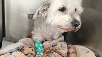 Zbiórka Pomoc dla Ursy - miniaturka zdjęcia