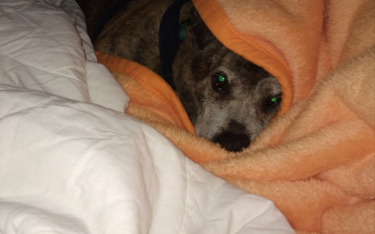 Zbiórka Staruszki proszą o wsparcie - zdjęcie główne