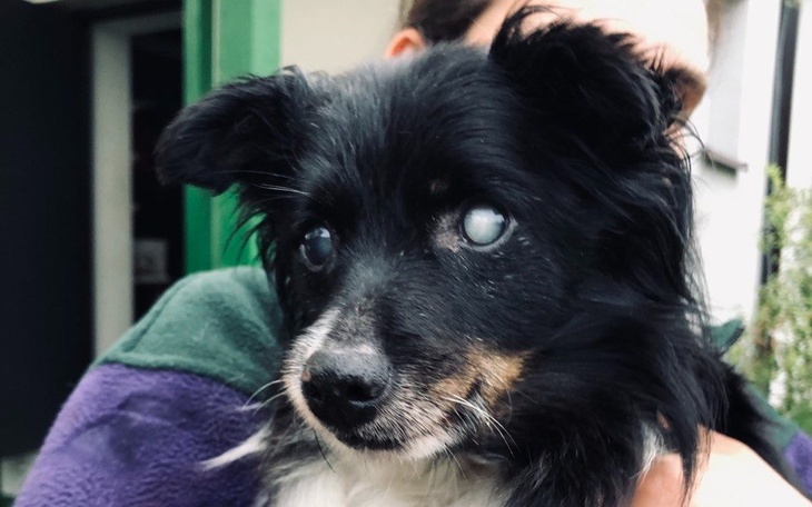 Zbiórka Przygotujmy Jeżynka do adopcji - zdjęcie główne