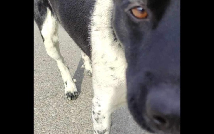 Zbiórka Kastracja Otisa - zdjęcie główne