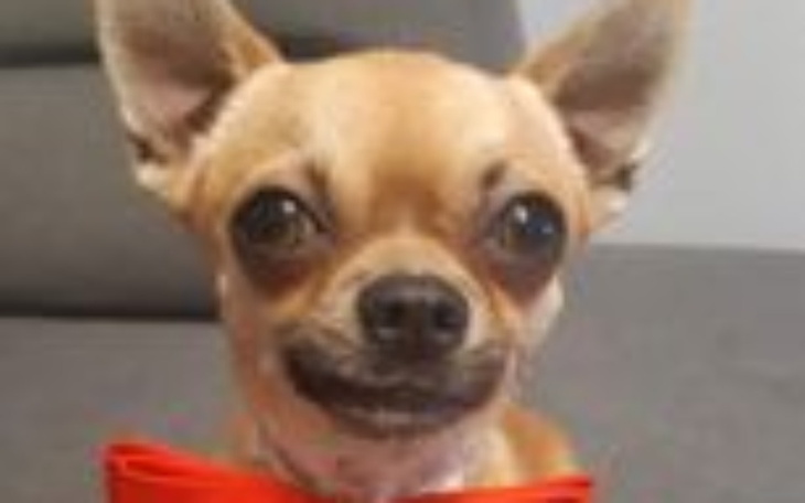 Zbiórka Piesek Macho - zdjęcie główne