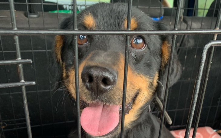 Zbiórka Ma na imię Misiu - zdjęcie główne