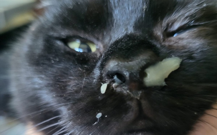 Czarny kot z jedzeniem na nosie.