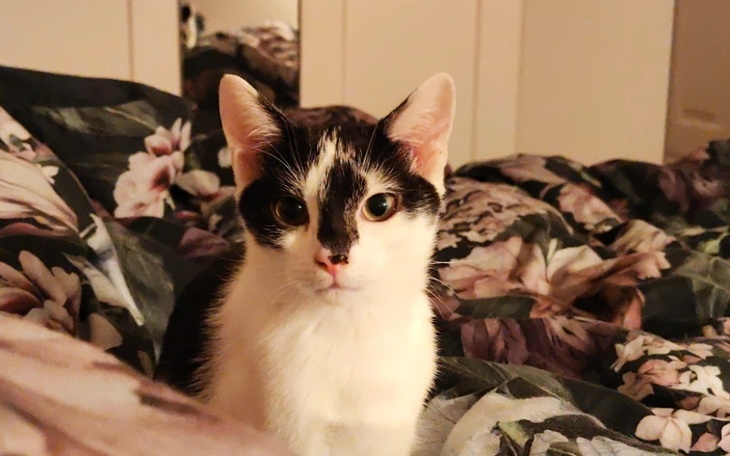 Zbiórka Kot Kurczak chce dalej żyć - zdjęcie główne