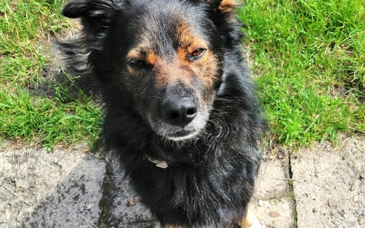 Zbiórka Na hotelik dla Czlapusia. - zdjęcie główne