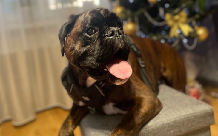 Zbiórka Ivo waleczne Fafelki vs mięsak - zdjęcie główne