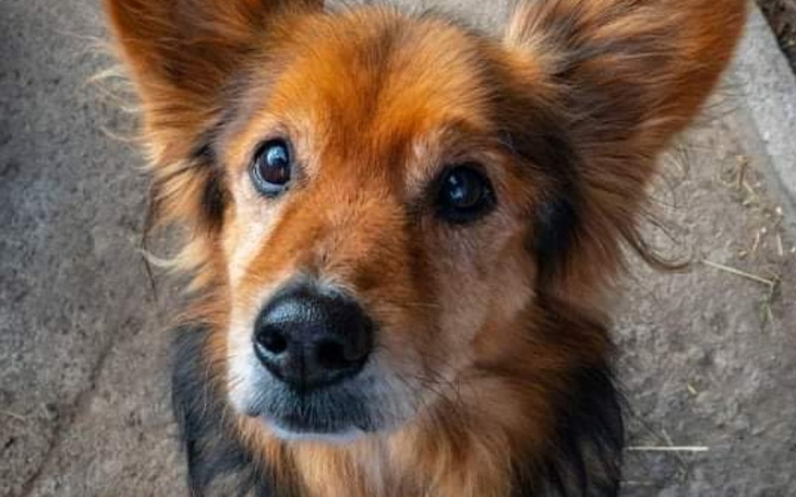 Zbiórka Karma dla staruszków. - zdjęcie główne