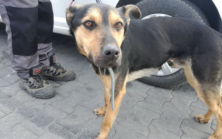 Zbiórka Psy ze strychu - zdjęcie główne