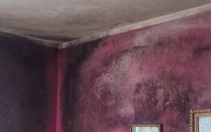 Zbiórka Walka z pleśnią - zdjęcie główne