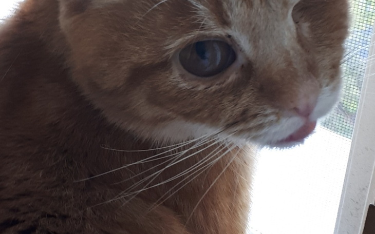 Zbiórka Lekarstwo na FIP dla SASHY - zdjęcie główne