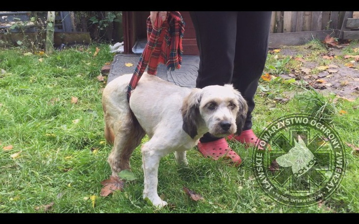 Zbiórka Sabrino wstań Suczka po wypadku - zdjęcie główne