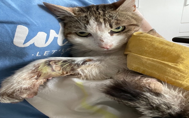 Zbiórka Bezdomniak zbiera na amputacje - zdjęcie główne