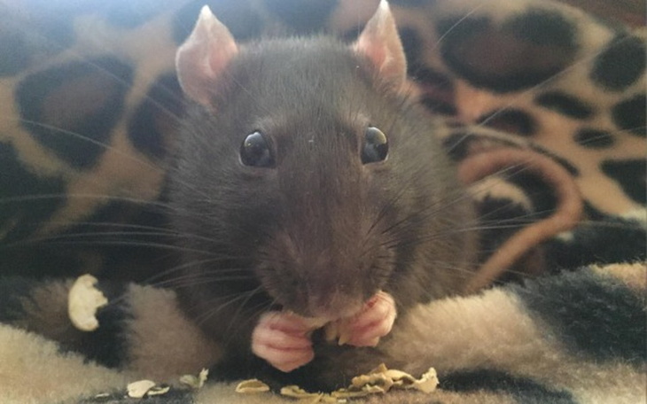 Zbiórka Bunia - babulka z guzem - zdjęcie główne