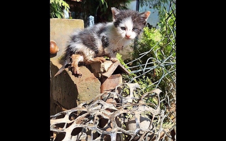 Zbiórka Lwóweckie kociaki działkowe - zdjęcie główne