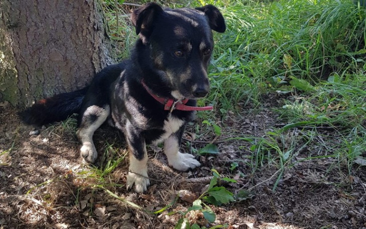 Zbiórka Wyrzucony i potrącony Dingo - zdjęcie główne