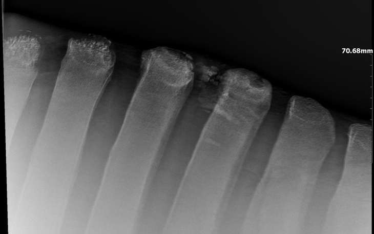 Zbiórka Operacja ukochanej klaczy - zdjęcie główne