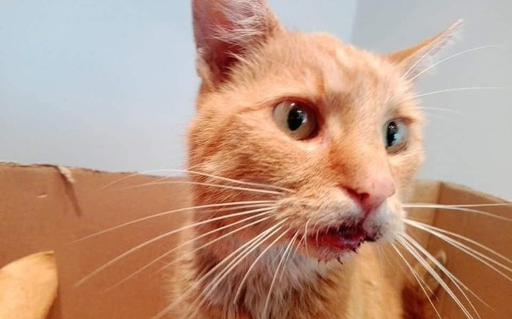 Zbiórka Gustaw walczy o życie! - zdjęcie główne