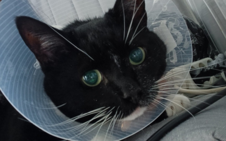 Zbiórka Pomóż Puszkowi w walce z rakiem - zdjęcie główne