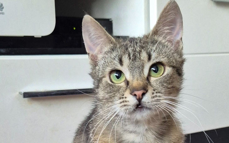 Kot o zielonych oczach, siedzący w domu.