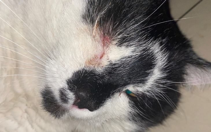 Zbiórka Leczenie oczka Puszkowi - zdjęcie główne