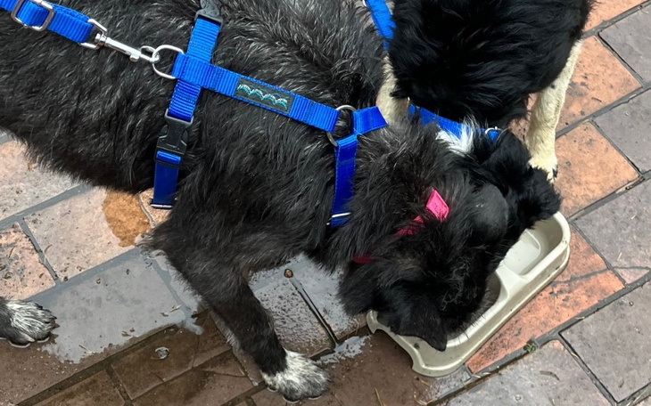 Dwa psy pijące wodę z miski na deszczowej nawierzchni.