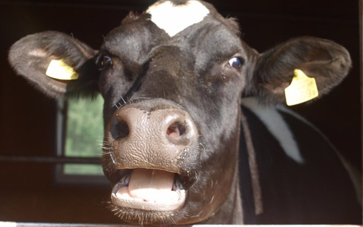 Zbiórka Urodzinowy prezent dla Borutki - zdjęcie główne