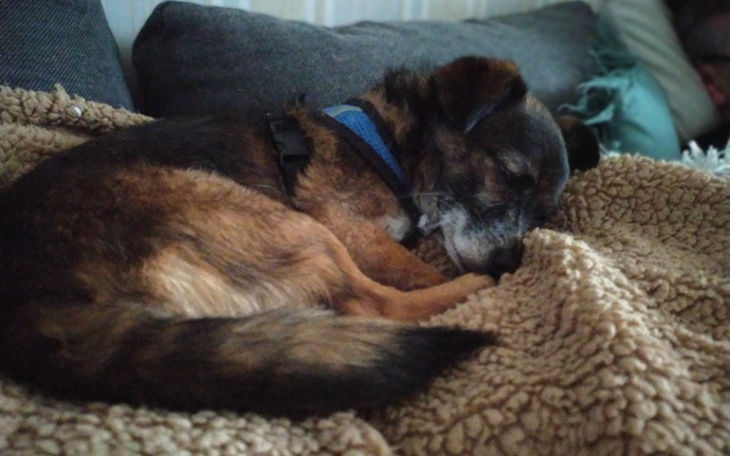 Zbiórka Wykarmić tymczasy - zdjęcie główne