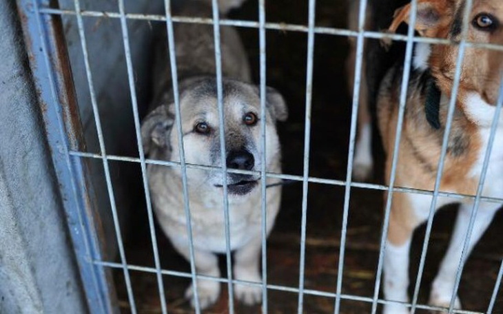 Zbiórka Pomoc dla Toficzka - zdjęcie główne