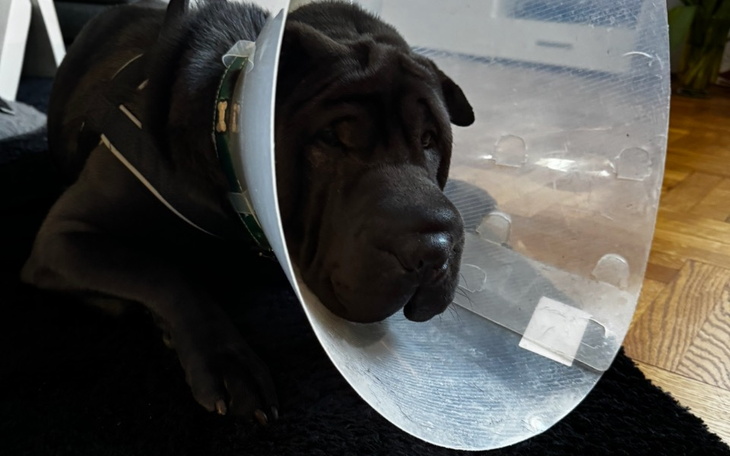 Zbiórka Wsparcie na leczenie psa Carlosa - zdjęcie główne