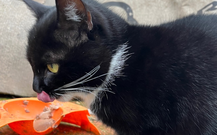 Zbiórka Stop bezdomności kotów.Sterylka - zdjęcie główne