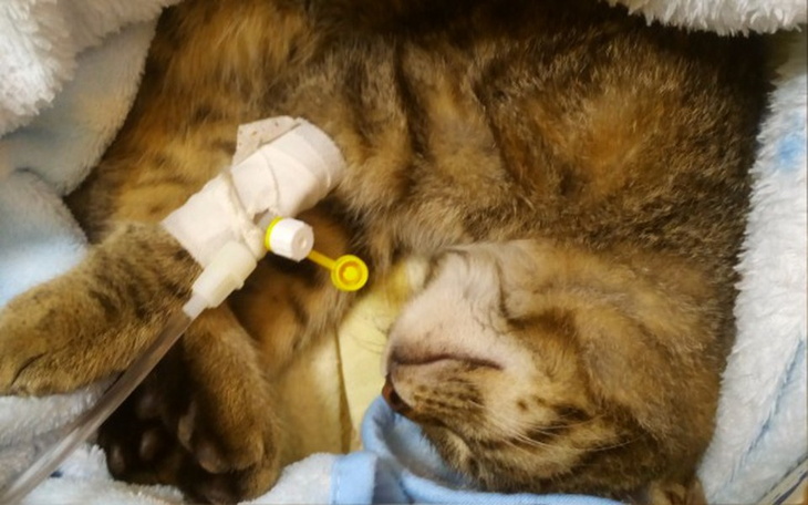 Zbiórka Merlice - potrącona kotka - zdjęcie główne