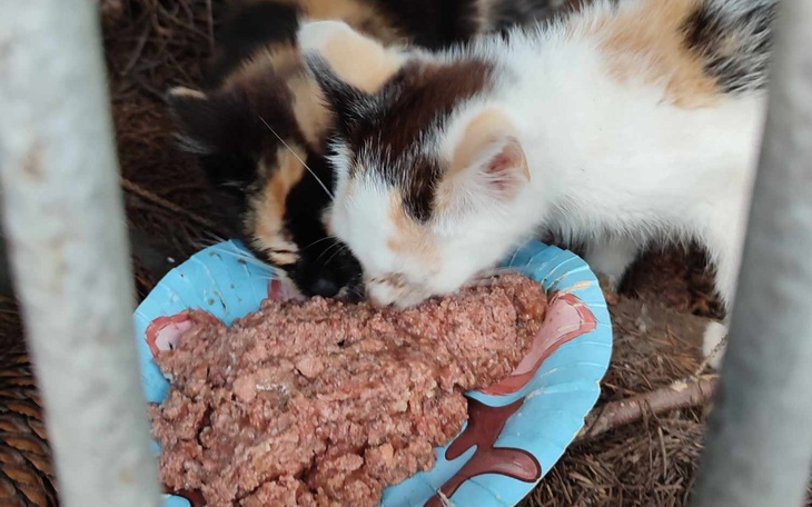 Zbiórka Na codzienne karmienie kotów - zdjęcie główne