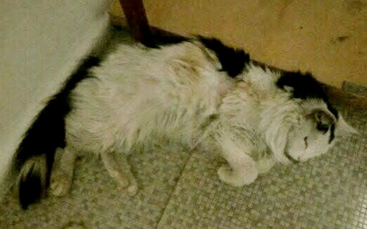 Kot leżący na podłodze, w nietypowej pozycji.