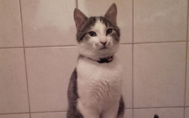 Zbiórka Nastawienie łapki u kotka - zdjęcie główne