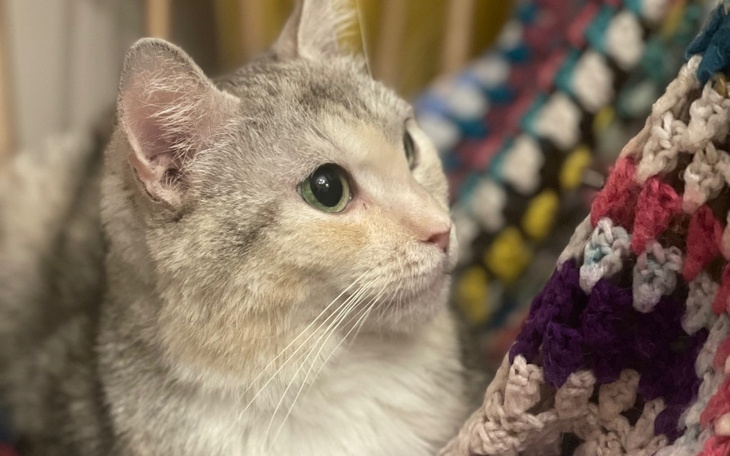 Zbiórka Kokosza na Gracje - zdjęcie główne