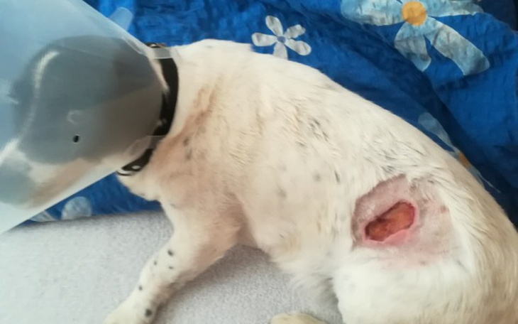 Zbiórka Poparzony psiaczek cierpi:( - zdjęcie główne