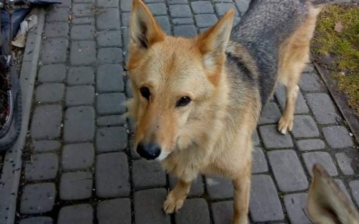 Zbiórka Pomóżmy Raksiowi - zdjęcie główne